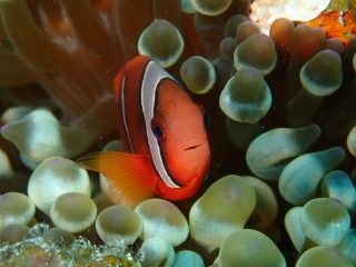 石垣島ダイビングショップ