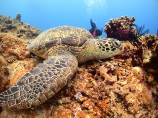 石垣島ダイビングショップ