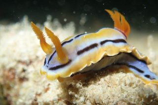 石垣島ダイビングショップ