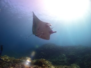 石垣島ダイビングショップ