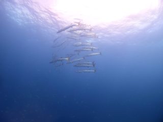 石垣島ダイビングショップ