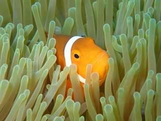 石垣島ダイビングショップ