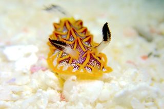 石垣島ダイビングショップ