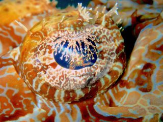 石垣島ダイビングショップ