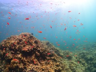石垣島ダイビングショップ