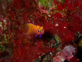 石垣島ダイビングショップ ファンダイビング