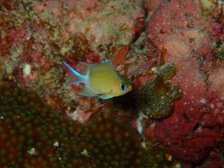 石垣島ダイビングショップ石垣島ダイビングショップ ファンダイビング