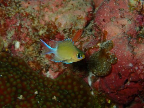 石垣島ダイビングショップ石垣島ダイビングショップ ファンダイビング