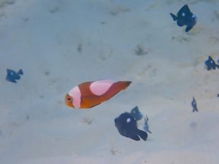 石垣島ダイビングショップ