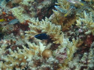 石垣島ダイビングショップ