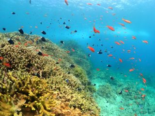 石垣島ダイビングショップ ファンダイビング