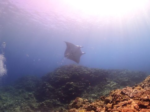 石垣島ダイビングショップ ファンダイビング