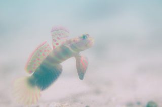 石垣島ダイビングショップ ファンダイビング