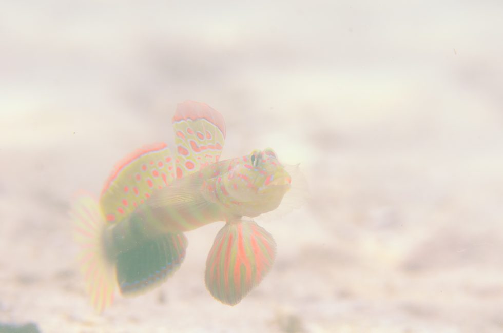 石垣島ダイビングショップ ファンダイビング