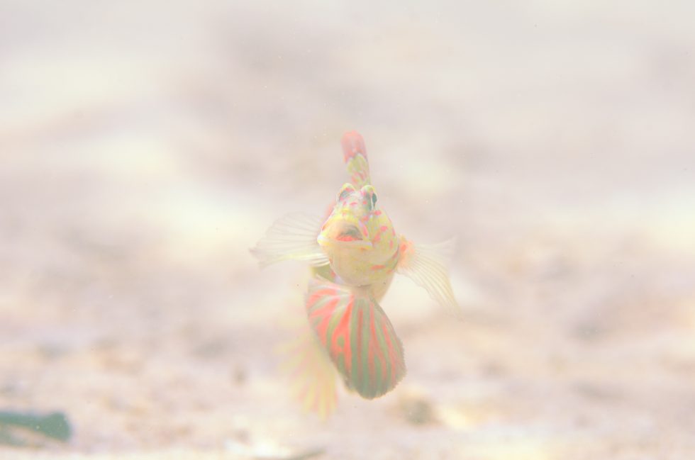 石垣島ダイビングショップ ファンダイビング