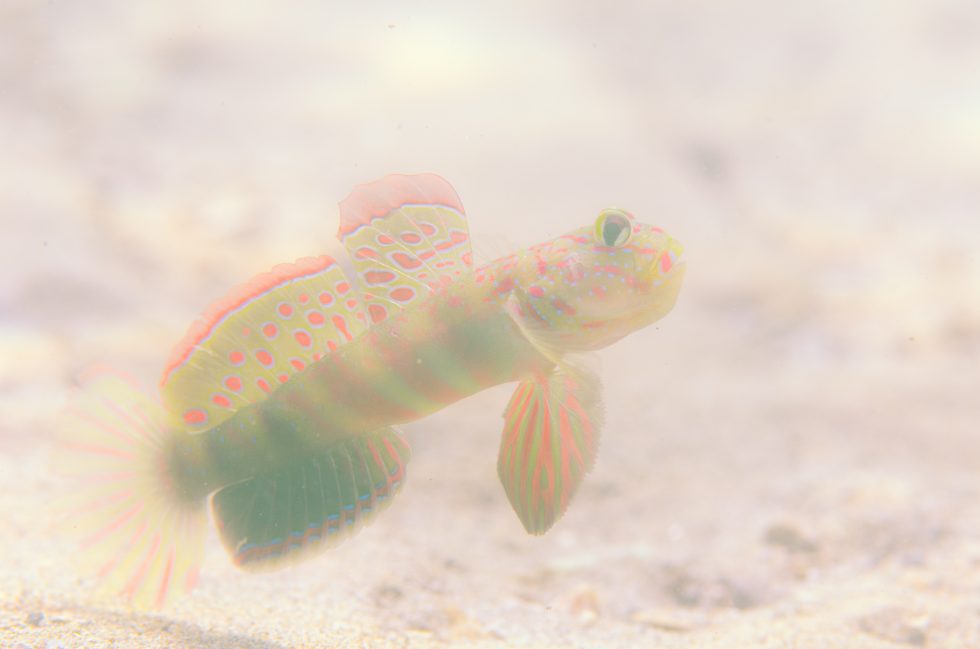 石垣島ダイビングショップ ファンダイビング