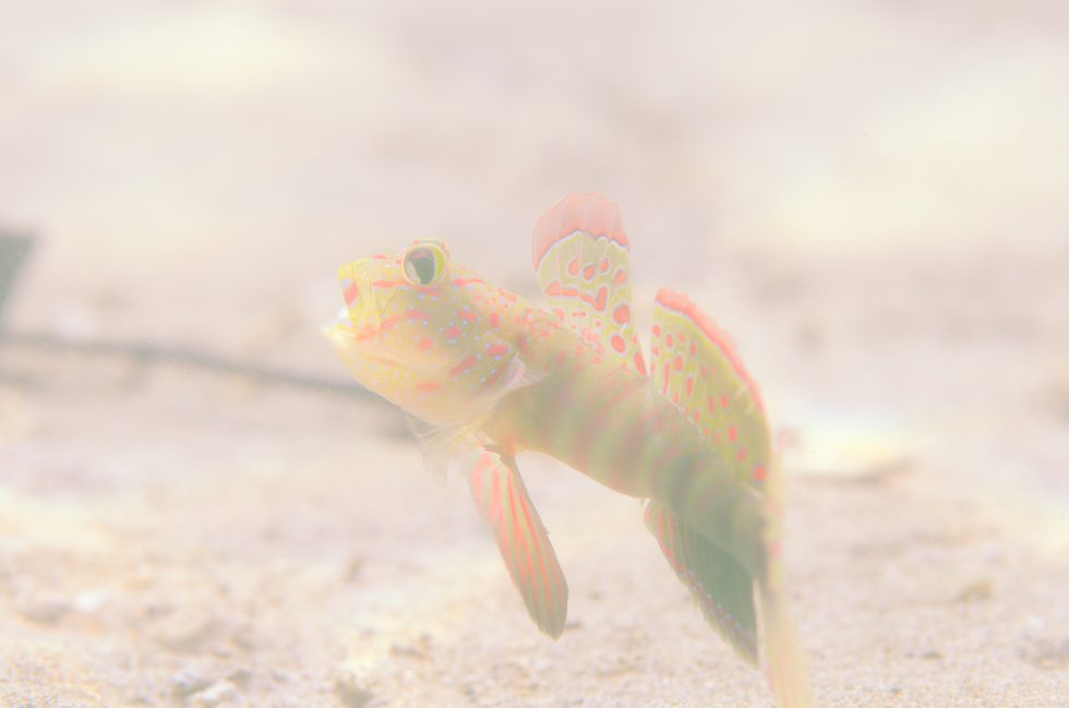 石垣島ダイビングショップ ファンダイビング