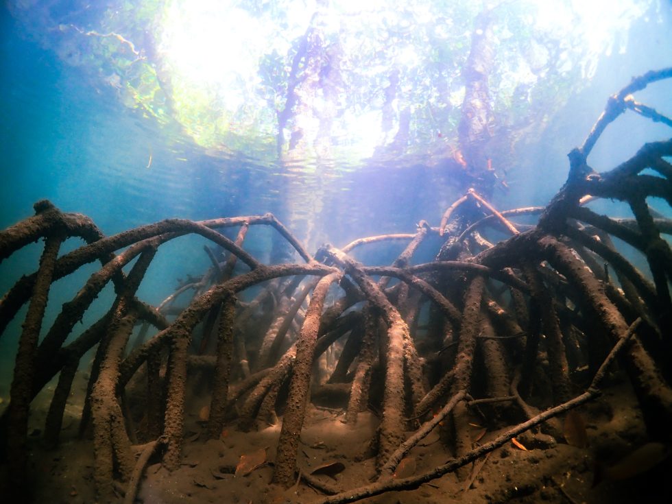 石垣島ダイビングショップ ファンダイビング