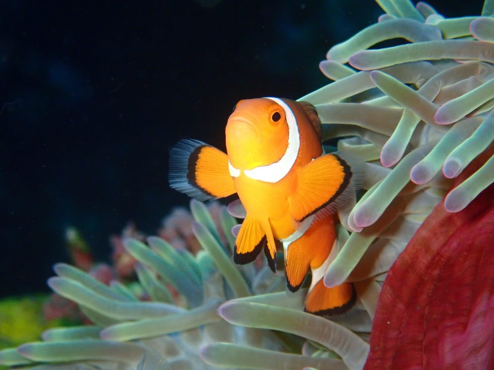 石垣島ダイビングショップ ファンダイビング