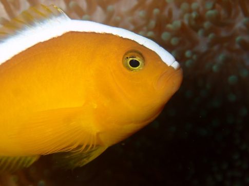 石垣島ダイビングショップ ファンダイビング