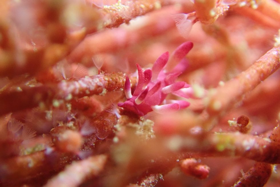 石垣島ダイビングショップ ファンダイビング