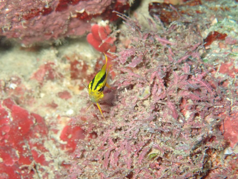 石垣島ダイビングショップ ファンダイビング