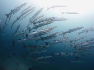 石垣島ダイビングショップ ファンダイビング