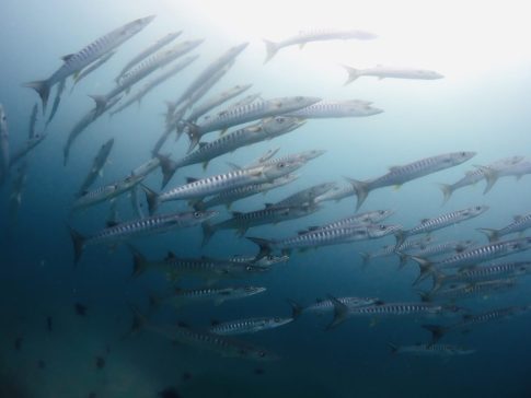 石垣島ダイビングショップ ファンダイビング