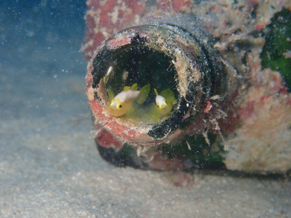 石垣島ダイビングショップ ファンダイビング