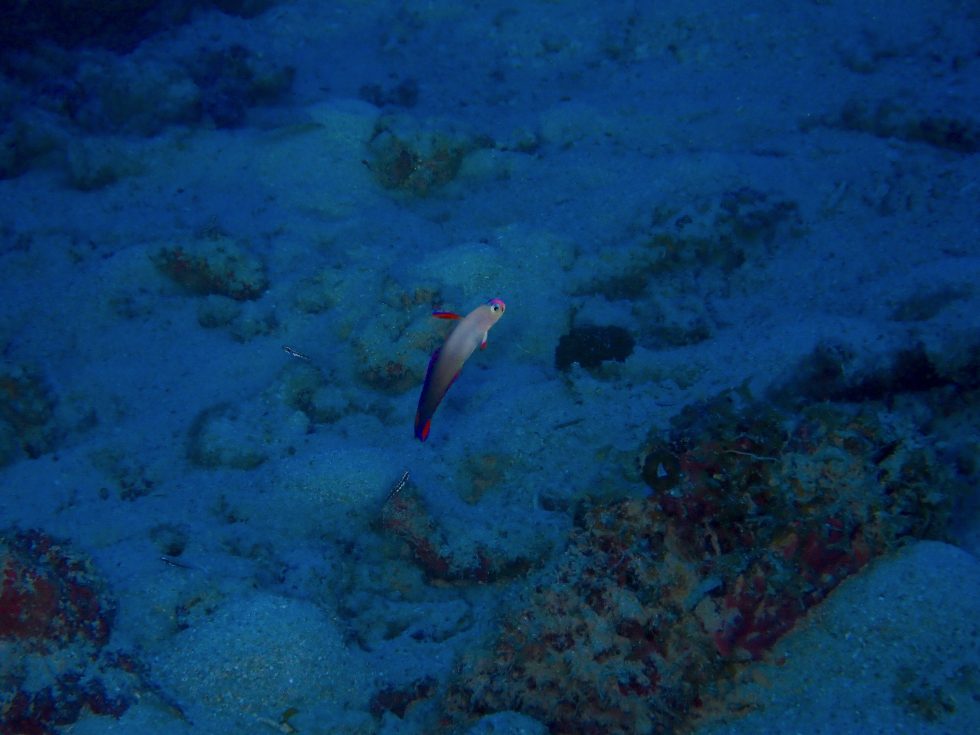 石垣島ダイビングショップ ファンダイビング