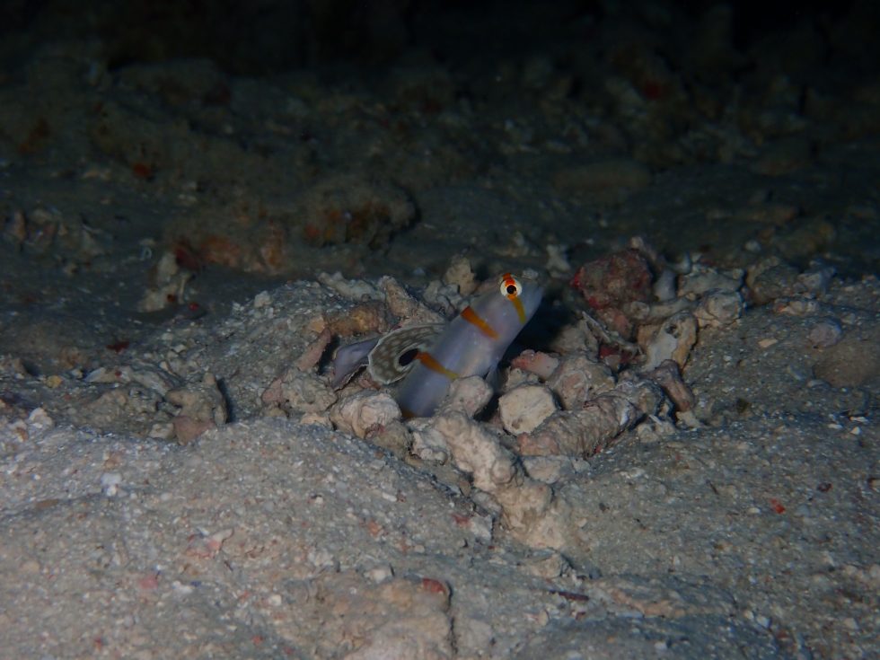 石垣島ダイビングショップ ファンダイビング