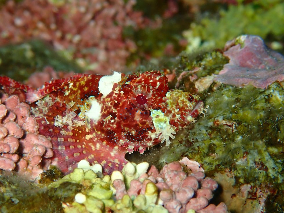 石垣島ダイビングショップ ファンダイビング