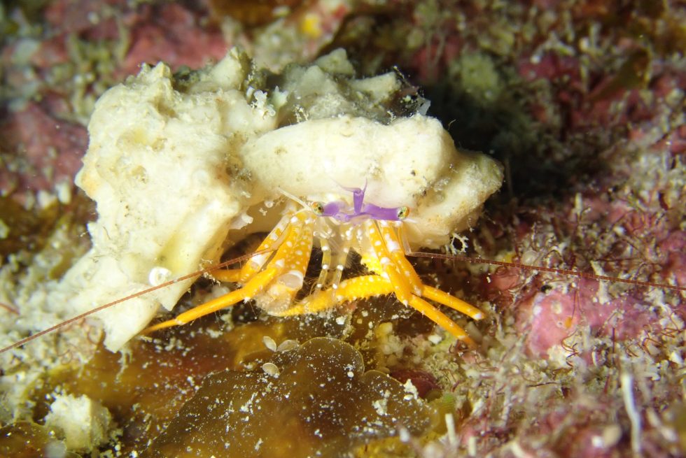 石垣島ダイビングショップ
ファンダイビング