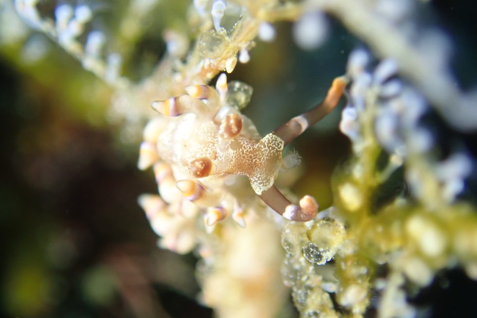 石垣島ダイビングショップ
ファンダイビング