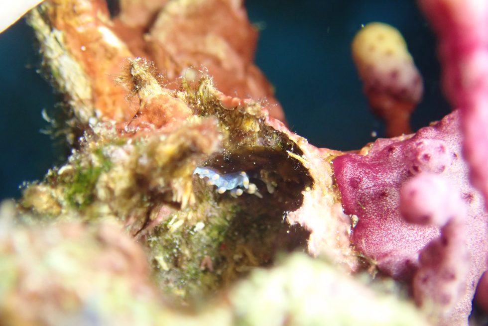 石垣島ダイビングショップ
ファンダイビング