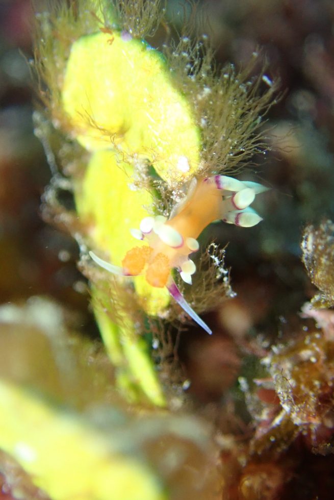 石垣島ダイビングショップ
ファンダイビング