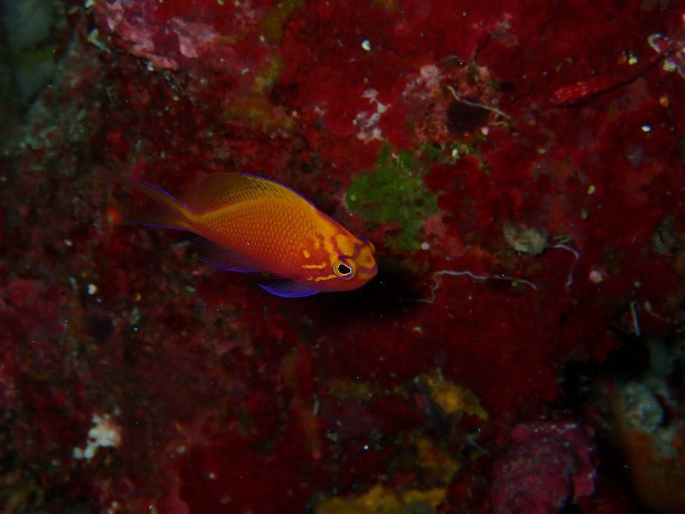 石垣島ダイビングショップ ファンダイビング