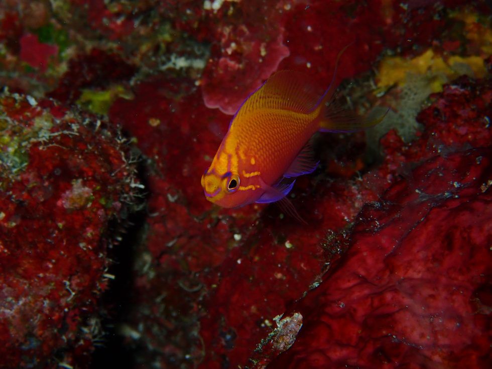 石垣島ダイビングショップ
ファンダイビング