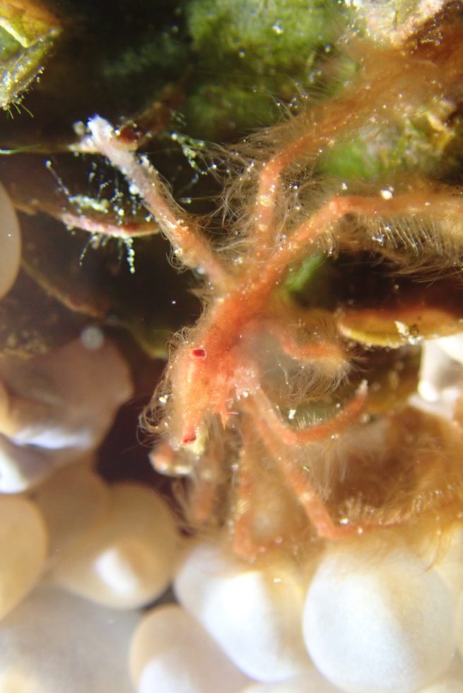 石垣島ダイビングショップ
ファンダイビング