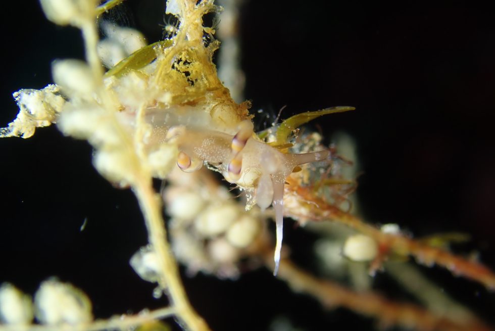 石垣島ダイビングショップ
ファンダイビング