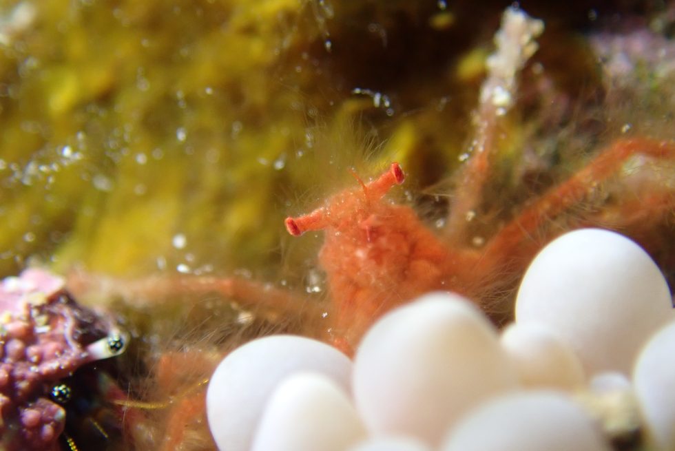 石垣島ダイビングショップ
ファンダイビング