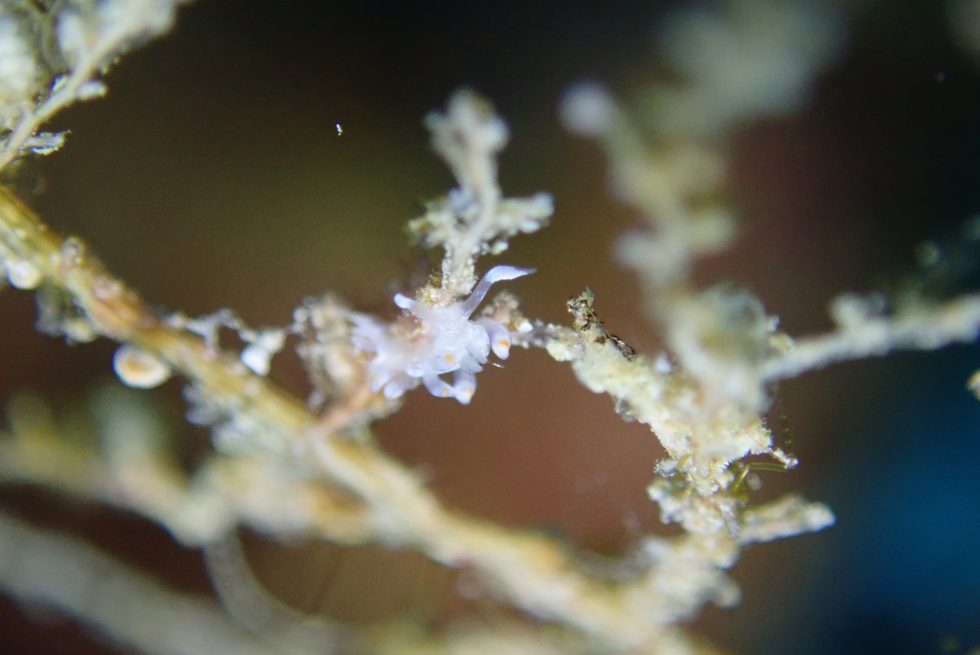 石垣島ダイビングショップ
ファンダイビング