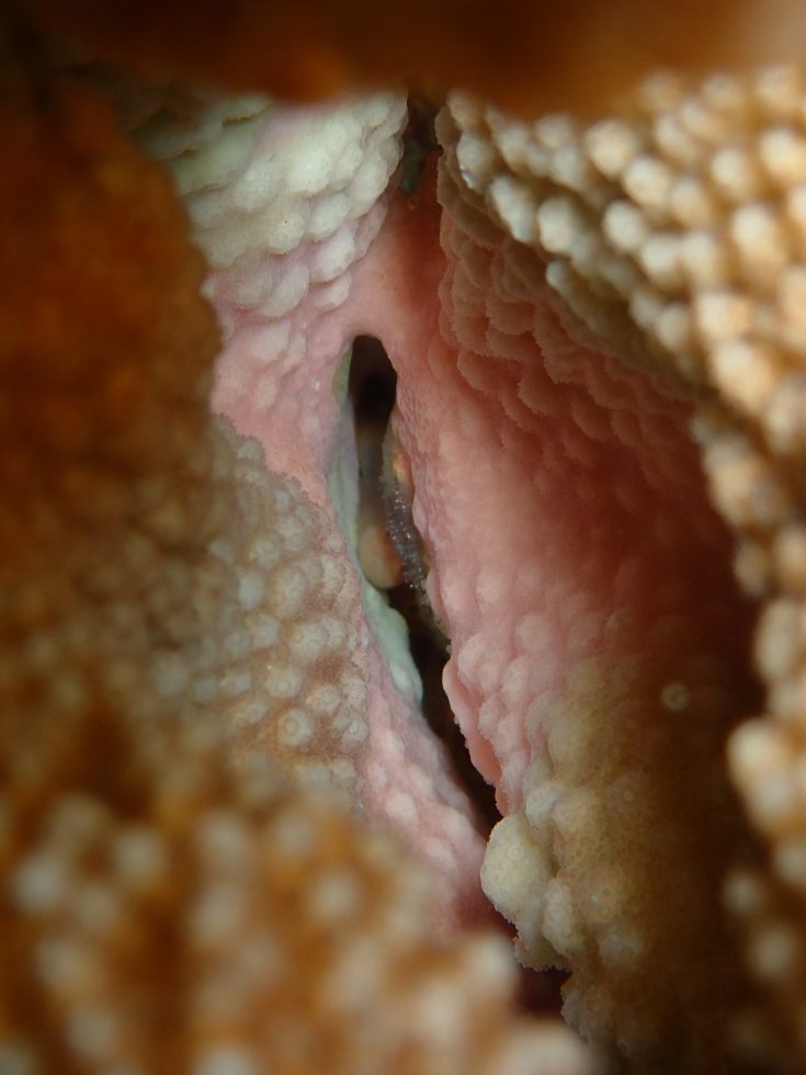 石垣島ダイビングショップ
ファンダイビング