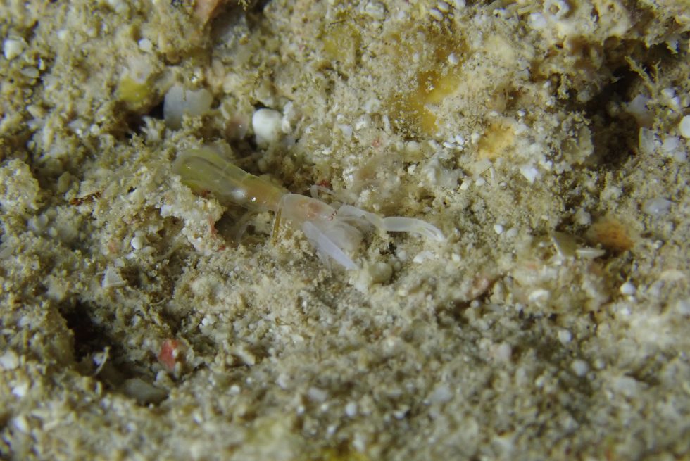 石垣島ダイビングショップ
ファンダイビング