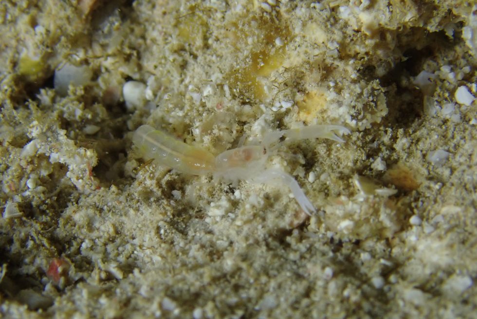 石垣島ダイビングショップ
ファンダイビング