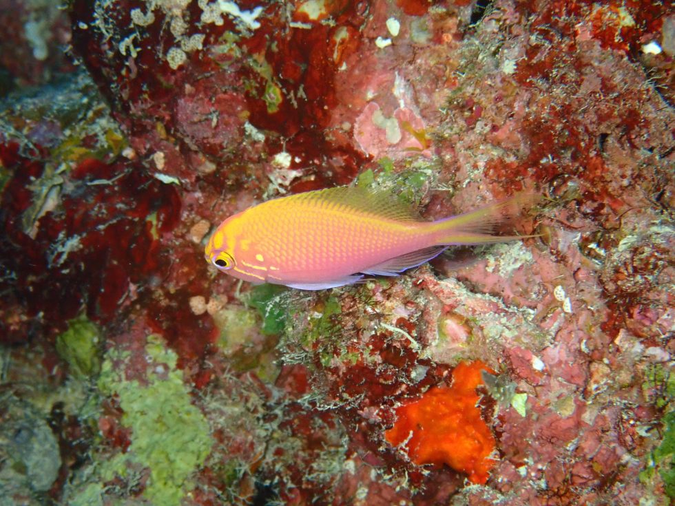 石垣島ダイビングショップ ファンダイビング