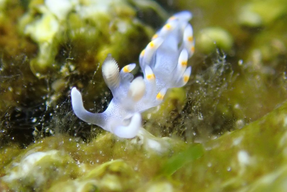 石垣島ダイビングショップ ファンダイビング