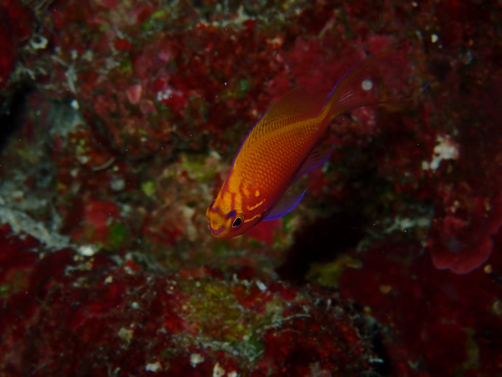 石垣島ダイビングショップ ファンダイビング