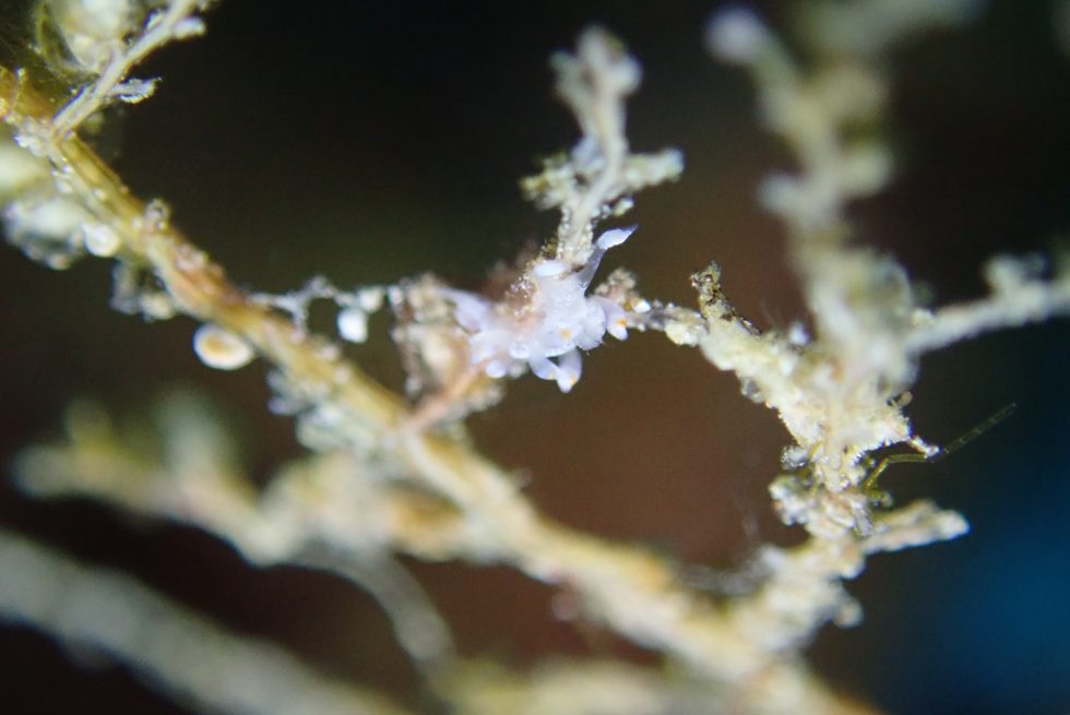 石垣島ダイビングショップ ファンダイビング