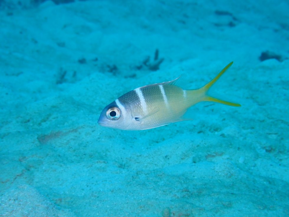 石垣島ダイビングショップ
ファンダイビング